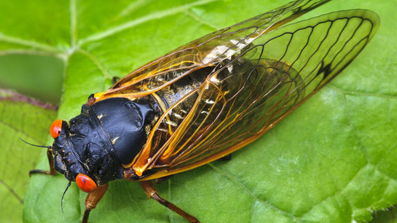 Information about cicadas