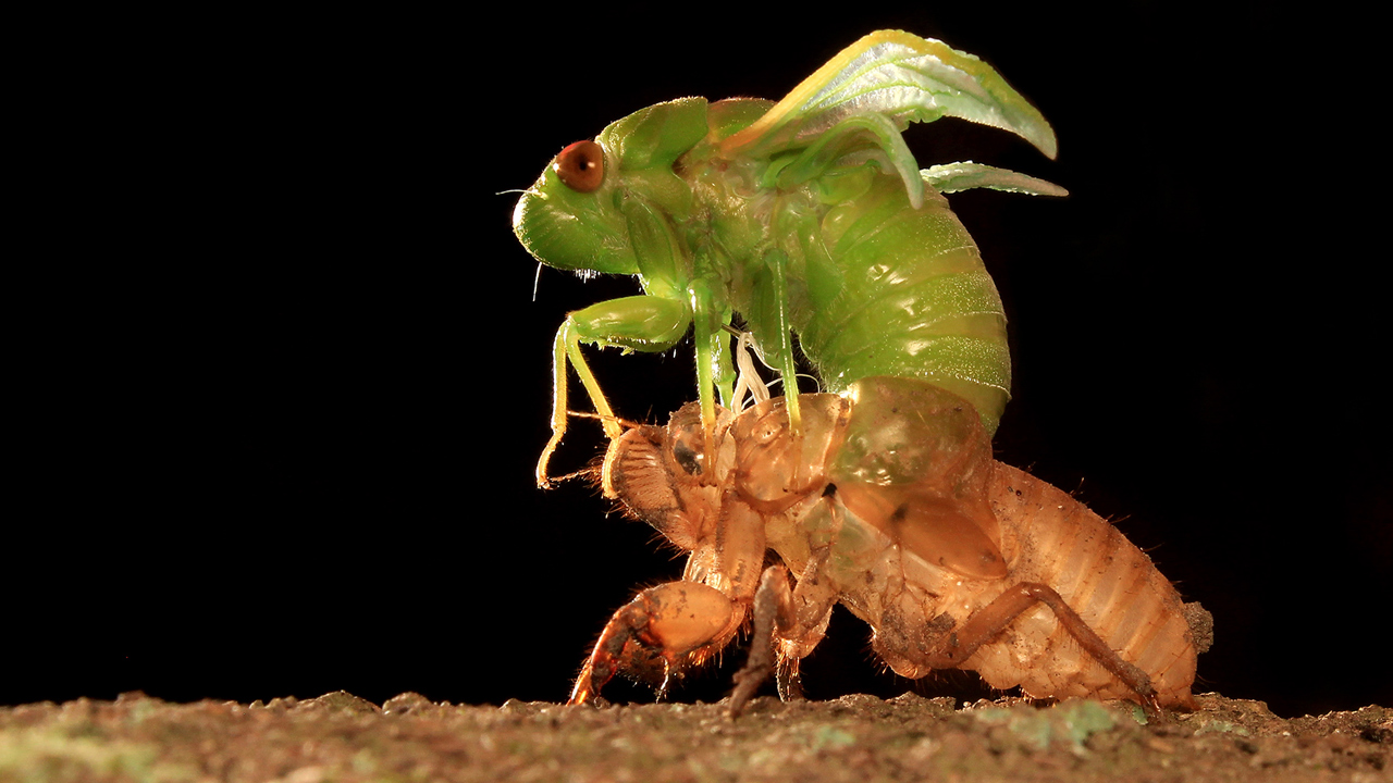 How many years do cicadas live?