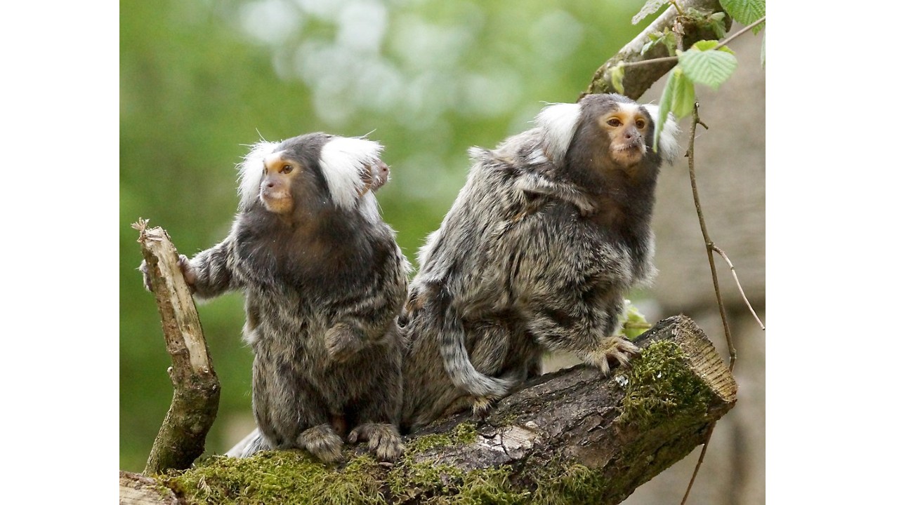 marmoset family