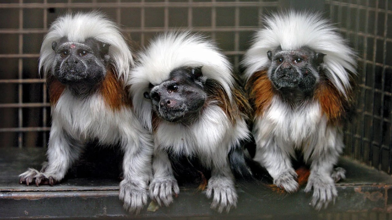 Oyuncak Gibi Görünen Marmoset Maymunları Hakkında İlginç Bilgiler: Yetişkinleri Bile 15 cm!