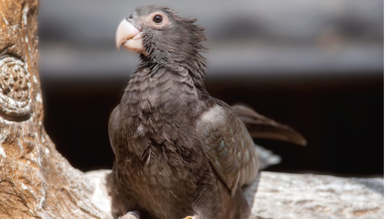 Taklit Yeteneğinde Üstüne Yok: Papağanlar Nasıl Oluyor da Tıpkı Bir İnsan Gibi 