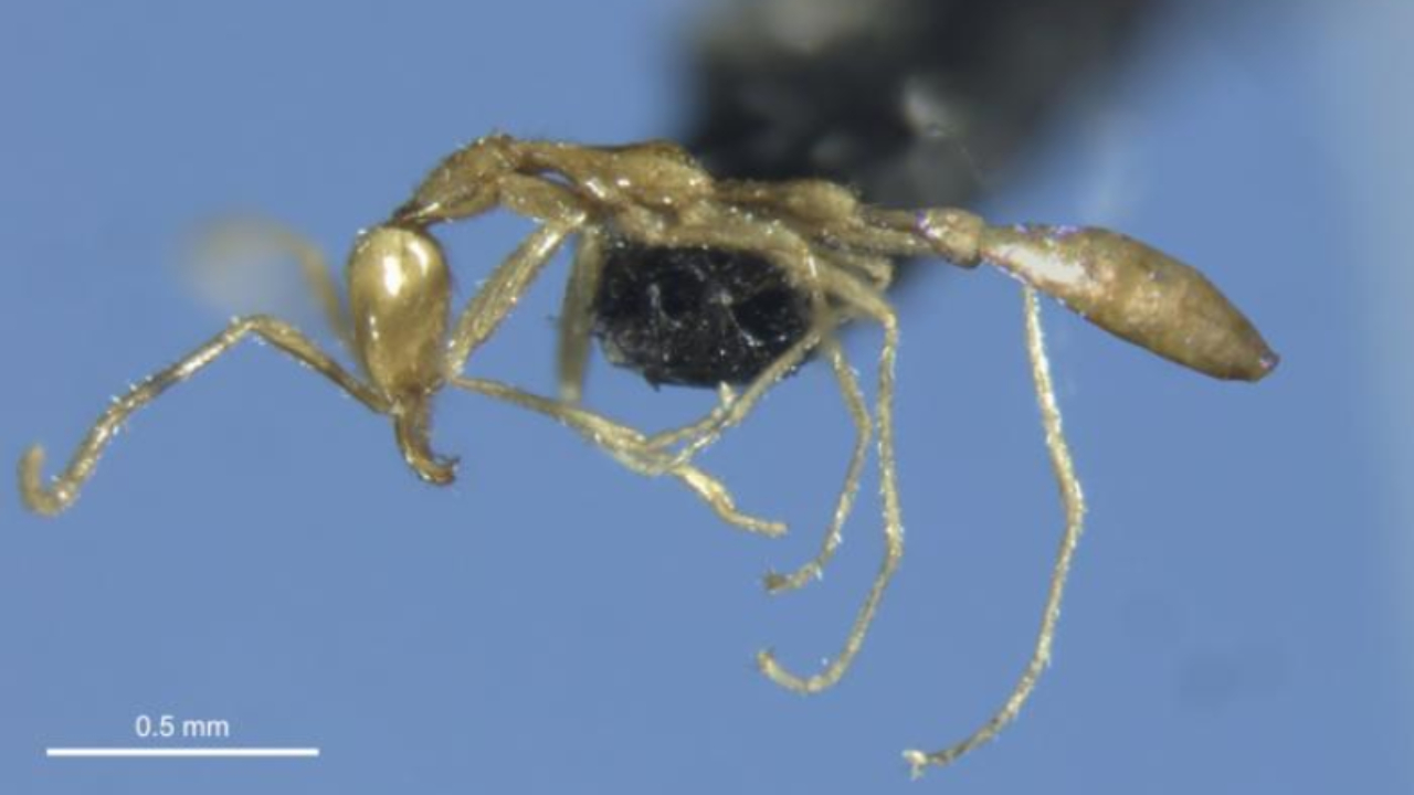 Avustralya’da Keşfedilen Bir Karınca Türüne 