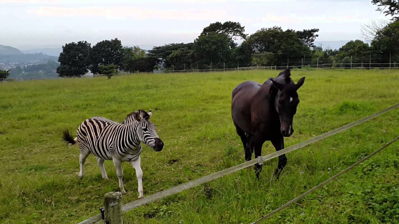zebra and horse