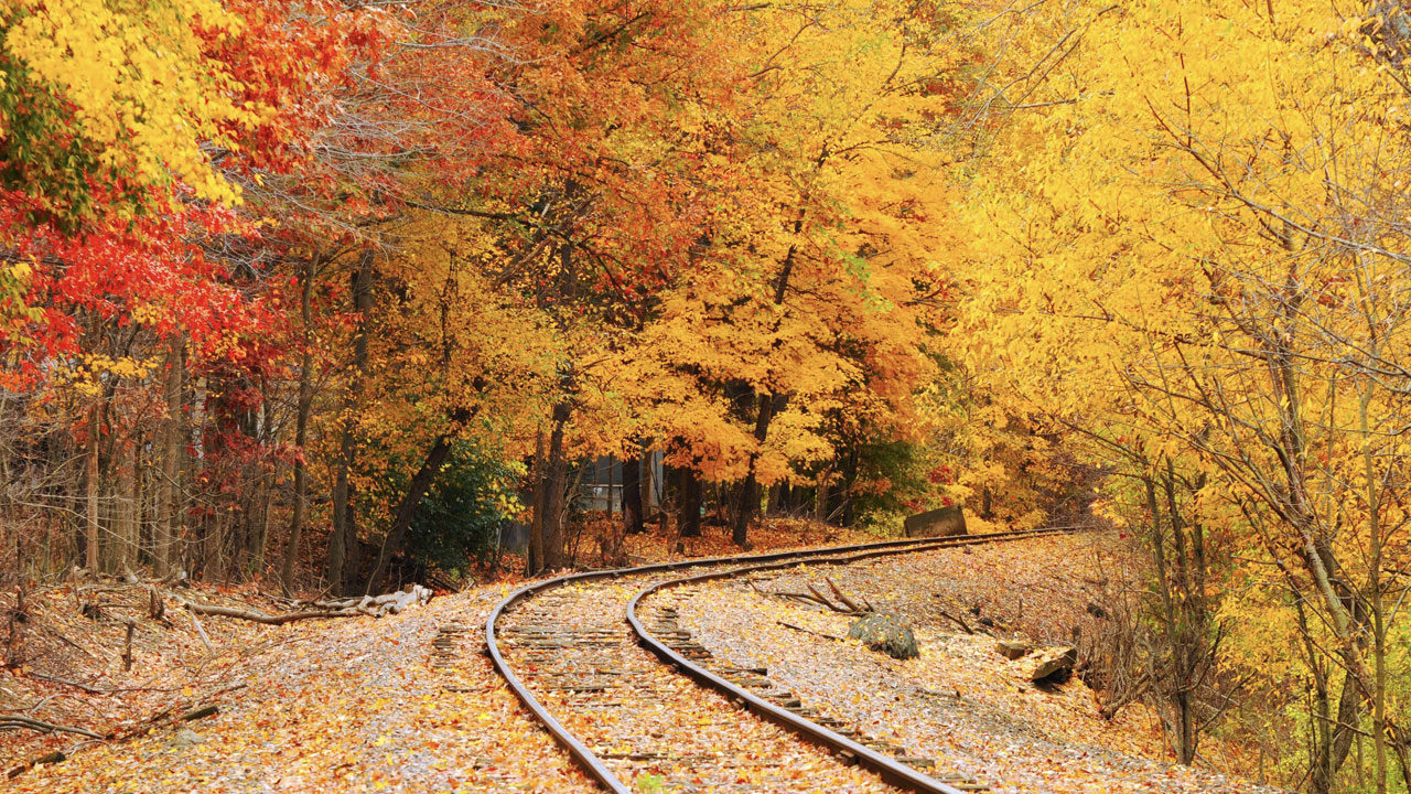 yapraklı tren rayları