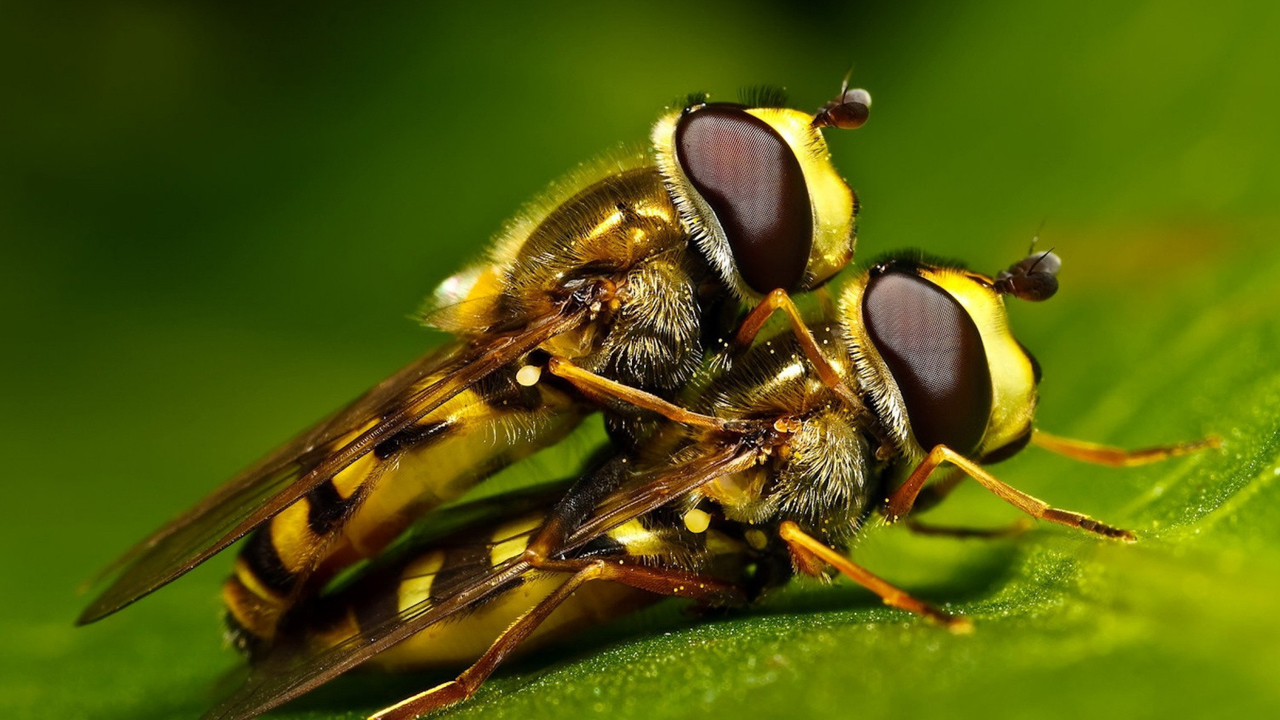 erkek arı drone