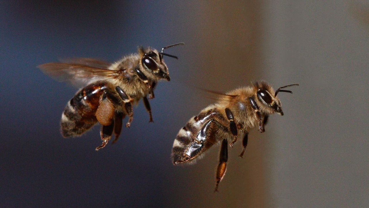 arı çiftleşmesi