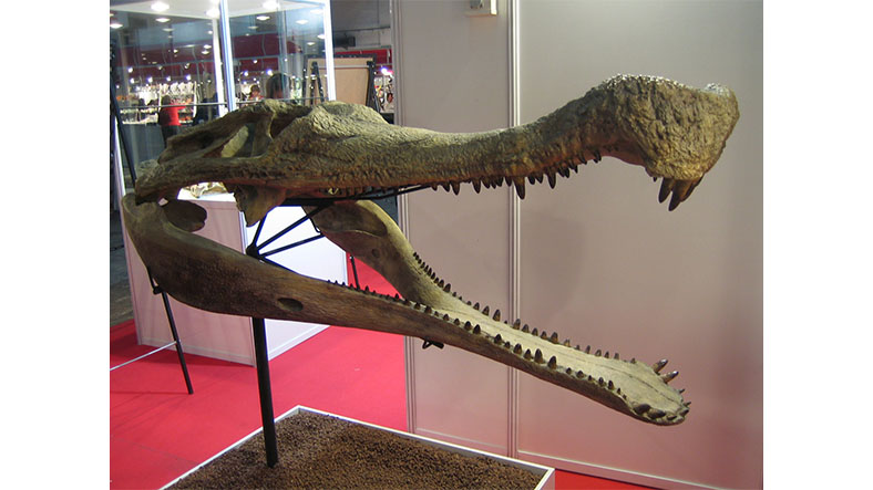 crocodile fossil