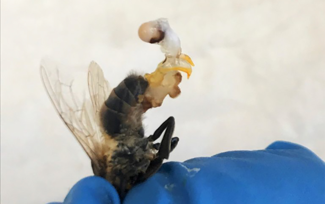 Why do male bees die after mating?