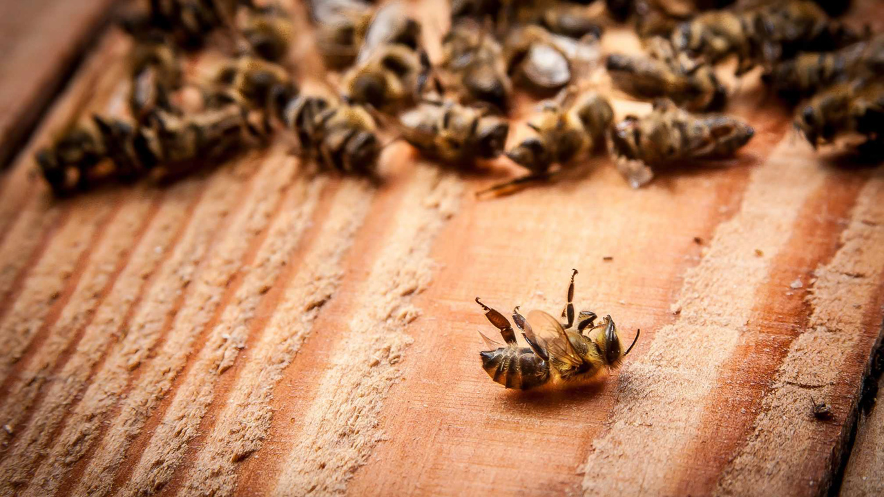 What happens to mating bees?