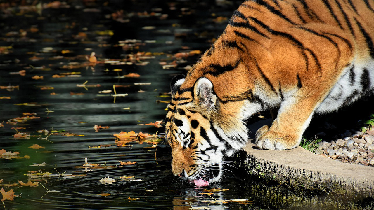 Tiger is drinking water