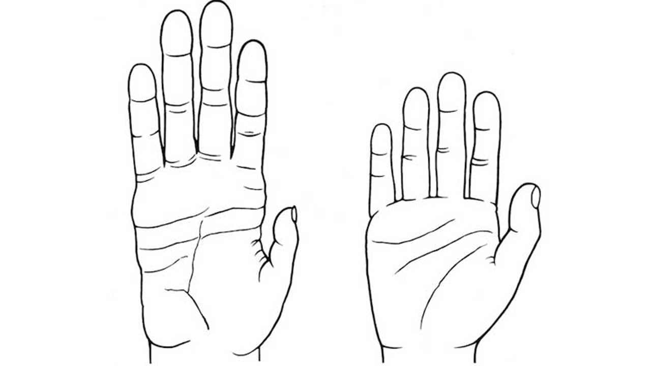 chimpanzee and human hand