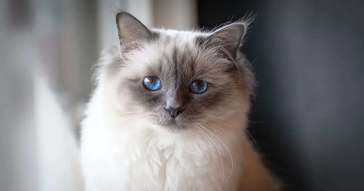 En Uzun ve En Kısa Yaşam Süresine Sahip Kedi Cinsleri Açıklandı