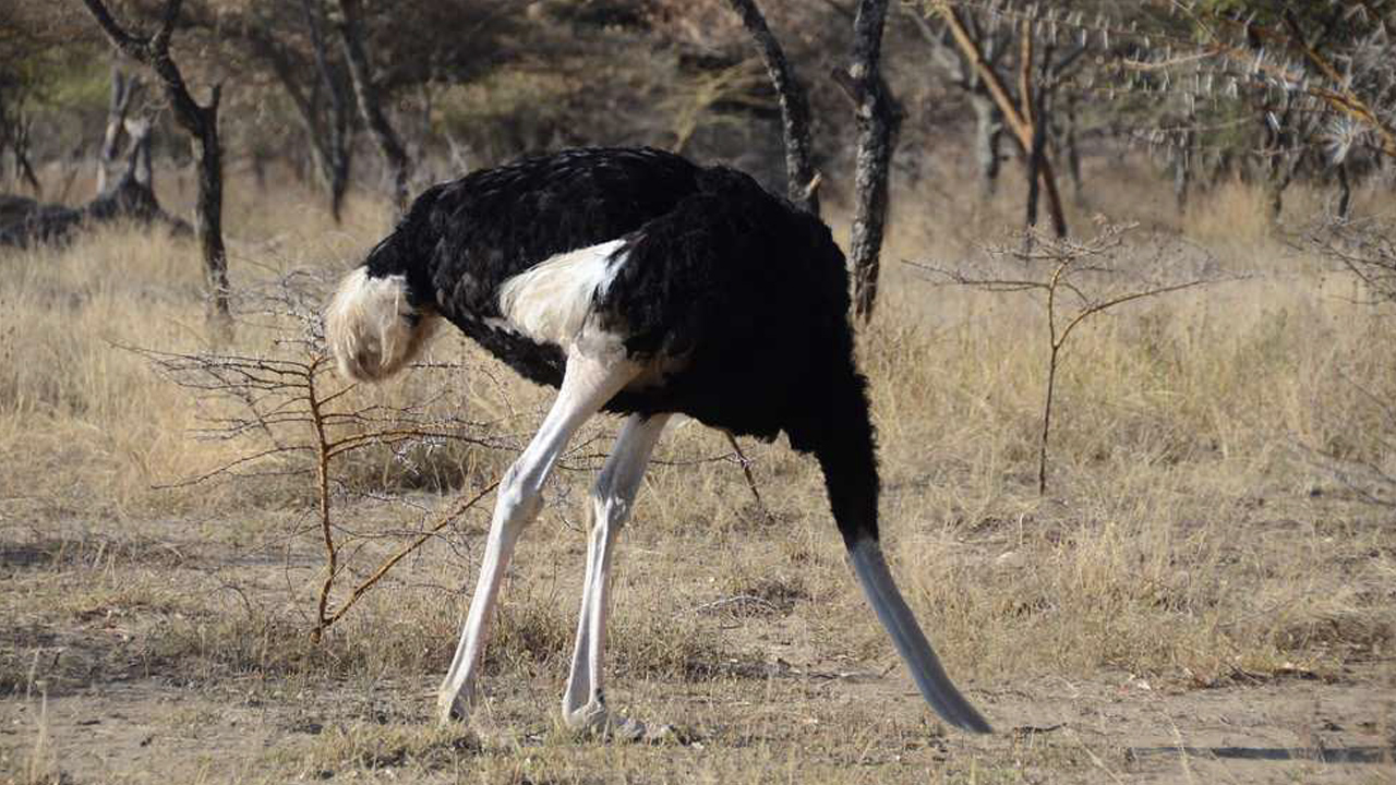 information about ostrich