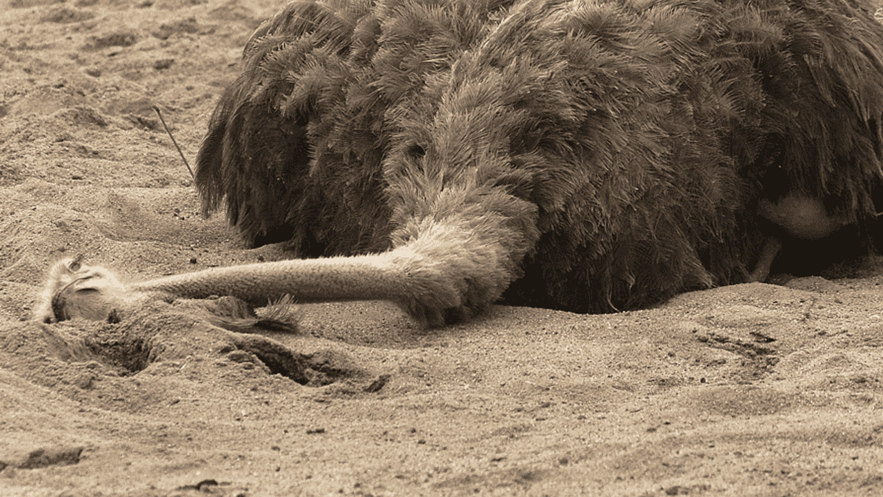 Why does the ostrich bury its head in the sand?