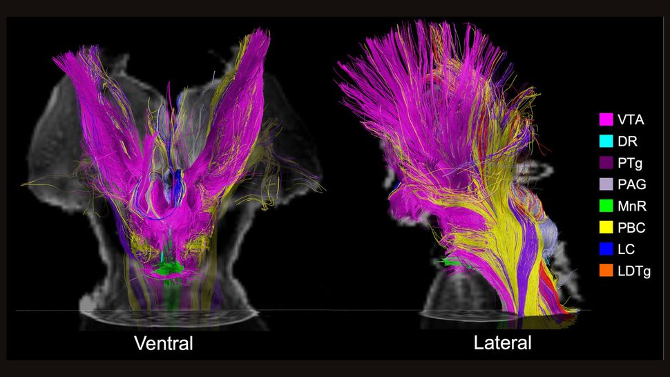 Uyanık Kalmamızı Sağlayan Beyin Hücrelerinin Aşırı Detaylı Haritası Çıkarıldı: Bilincin Ne Olduğu Çözülebilir