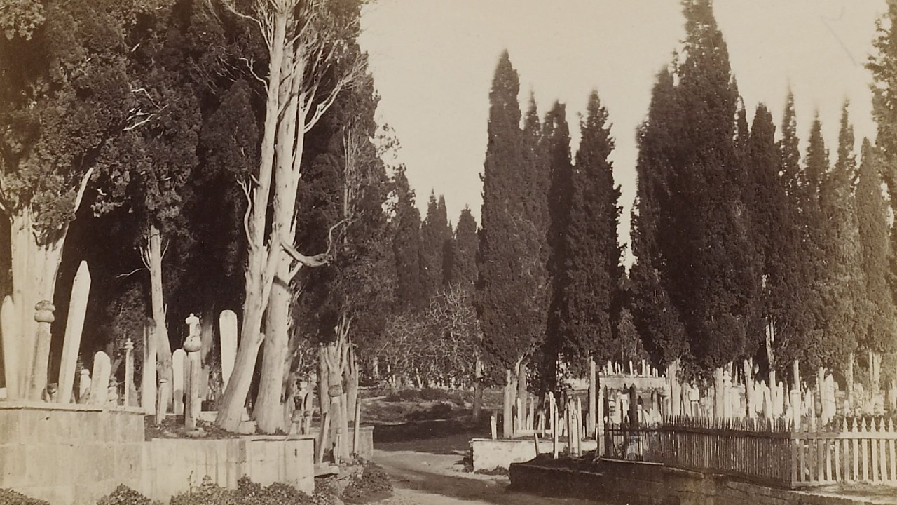 Mezarlıklarda Özellikle Servi Ağacının Tercih Edilmesinin Hiçbirimizin Bilmediği İlginç Nedeni