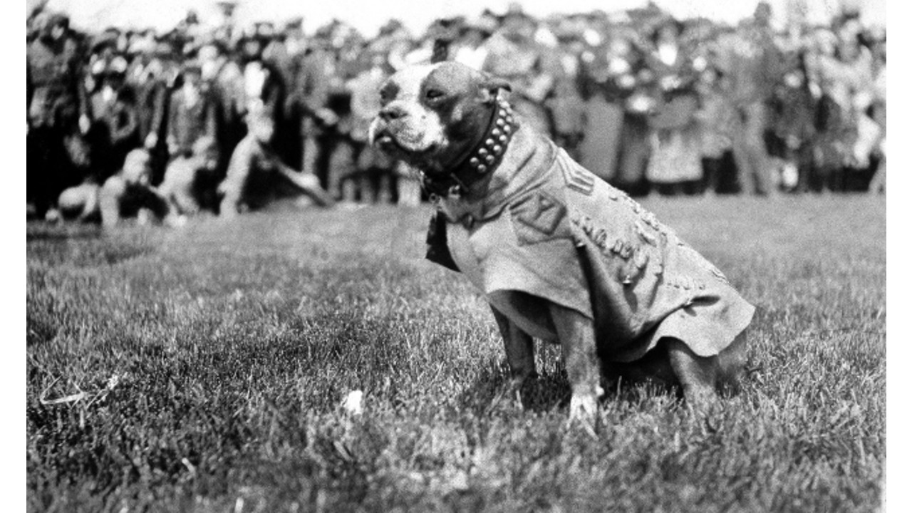 Sadık Bir Dosttan Silah Arkadaşına: I. Dünya Savaşı’nda Neden Bir Köpeğe “Çavuş” Rütbesi Verildi?