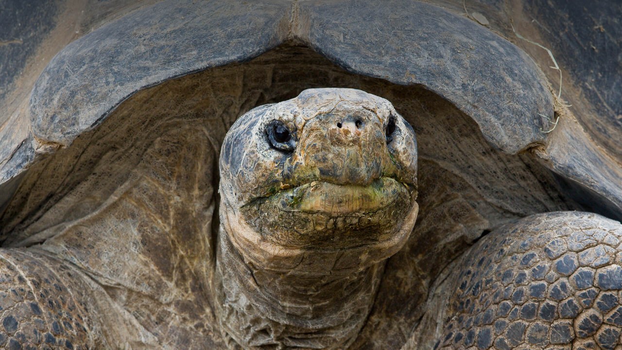 Kaplumbağaların Kabukları Olmadığında Başlarına Neler Geldiğini Öğrenince Neden Sırtlarında Bu Yükü Taşıdıklarını Daha İyi Anlayacaksınız!